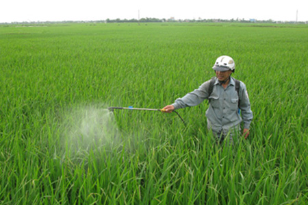 L&agrave;m tốt c&ocirc;ng t&aacute;c bảo vệ thực vật trong vụ m&ugrave;a